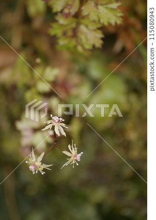 Koseribaouren 115080943