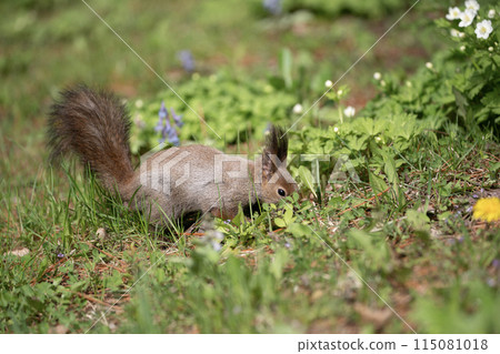 兩輪草和 Ezoris 兩輪草和 Ezoris 115081018