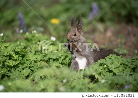 Two-wheeled grass and Ezoris Two-wheeled grass and Ezoris 115081021