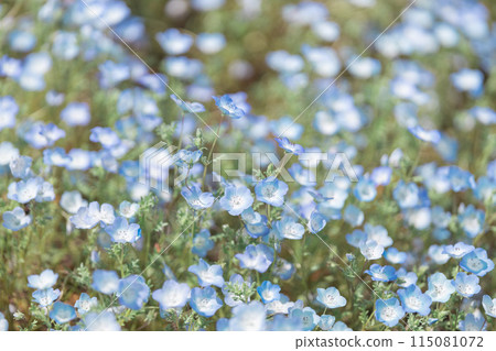 Nemophila Nemophila 115081072
