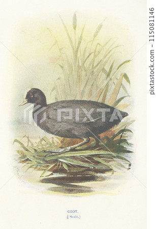 European Birds Guide: Coot European Birds Guide: Coot 115081146