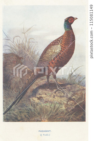 European Bird Guide: Pheasant 115081149