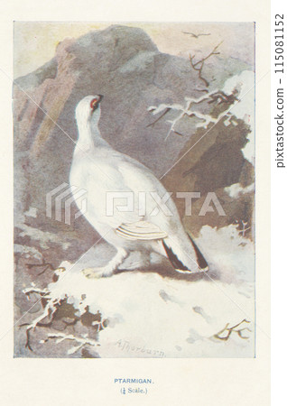 European Bird Guide: Ptarmigan European Bird Guide: Ptarmigan 115081152