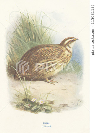 European Bird Guide: Quail 115081155