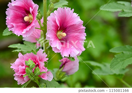 蜀葵 蜀葵 115081166