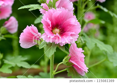 蜀葵 蜀葵 115081169