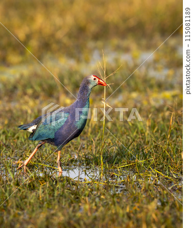 Western swamphen or Purple Moorhen or Porphyrio porphyrio bird closeup or portrait in winter season evening light at wetland of keoladeo national park or bharatpur bird sanctuary rajasthan india asia 115081189