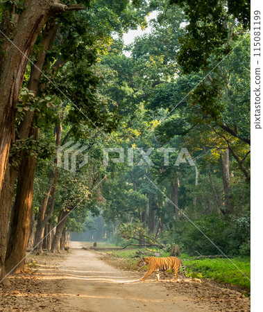 wild bengal male tiger or panthera tigris side profile in natural green scenic background crossing dhikala main road in evening safari at jim corbett national park forest reserve uttarakhand india 115081199