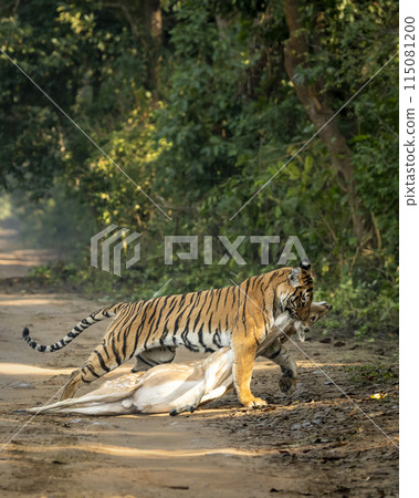 wild royal bengal female tiger or panthera tigris dragging spotted deer or chital kill in his mouth or jaws in natural green background at dhikala forest jim corbett national park uttarakhand india 115081200