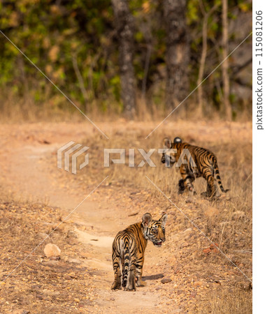 two cute tiny little small wild bengal tiger or panthera tigris bold cubs face expression without mothe on safari track roaming in forest at bandhavgarh national park reserve madhya pradesh india asia 115081206