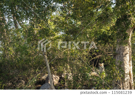 wild female bengal tiger or panthera tigris sitting outside natural green tree cave or window in winter season safari at dhikala zone of jim corbett national park forest reserve uttarakhand india asia 115081239