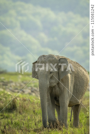 wild female asian elephant or Elephas maximus indicus head on closeup in natural green scenic grassland in background during summer season safari at jim corbett national park forest uttarakhand india wild female asian elephant or Elephas maximus indicus head on closeup in natural green scenic grassland in background during summer season safari at jim corbett national park forest uttarakhand india 115081242