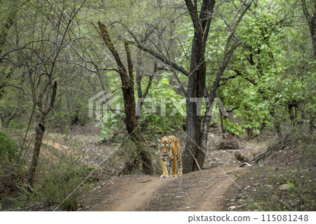 wild female bengal tiger or panthera tigris a showstopper walking head on safari track road in evening territory stroll natural green bacground ranthambore national park forest reserve rajasthan india 115081248