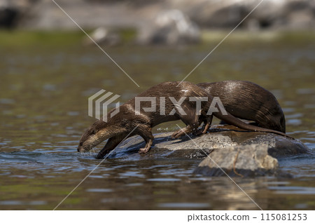 Smooth coated otter or Lutrogale perspicillata family side profile closeup running on big rock while crossing river water at forest tiger reserve or national park of india asia Smooth coated otter or Lutrogale perspicillata family side profile closeup running on big rock while crossing river water at forest tiger reserve or national park of india asia 115081253