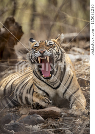 Angry wild female tiger or tigress or panthera tigris behavior yawning growling and showing long Canines teeth in hot summer season safari at ranthambore national park forest reserve rajasthan india 115081256