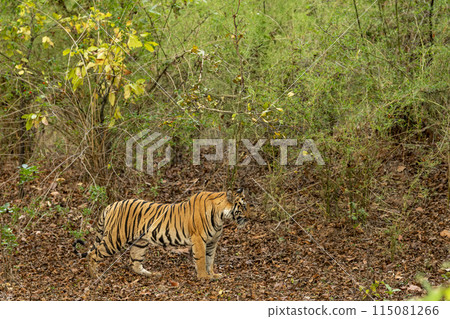 wild bengal female tiger or panthera tigris or tigress in natural green bamboo forest and hot summer season safari at buffer area zone of bandhavgarh national park forest reserve madhya pradesh india 115081266