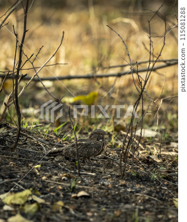 savanna nightjar or Franklins nightjar or Caprimulgus affinis well camouflaged nightbird roosting on roadsides natural green background at panna national park forest tiger reserve madhya pradesh india 115081288