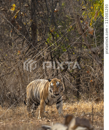 wild huge male bengal tiger panthera tigris walking head on territory stroll in summer season morning safari or tour in dry forest or jungle at panna national park tiger reserve madhya pradesh india 115081293