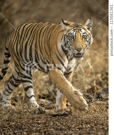 wild sub adult male bengal tiger panthera tigris walking head on territory stroll in summer season morning safari tour in dry forest or jungle at panna national park tiger reserve madhya pradesh india 115081301