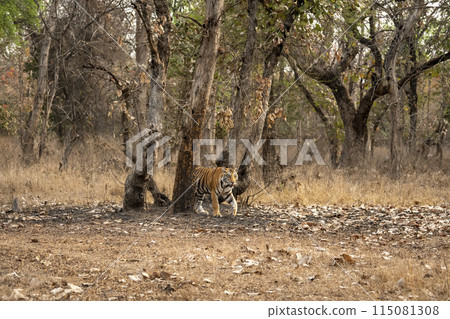 wild male bengal tiger or panthera tigris on territory stroll or walking in summer season morning safari tour in dry forest or jungle at panna national park tiger reserve madhya pradesh india asia 115081308