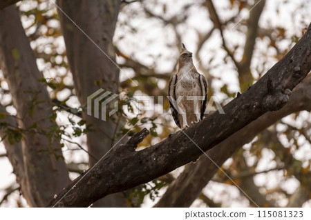 changeable or crested hawk eagle or nisaetus cirrhatus closeup front profile feather details perched on tree in natural green background at panna national park forest tiger reserve uttarakhand india 115081323