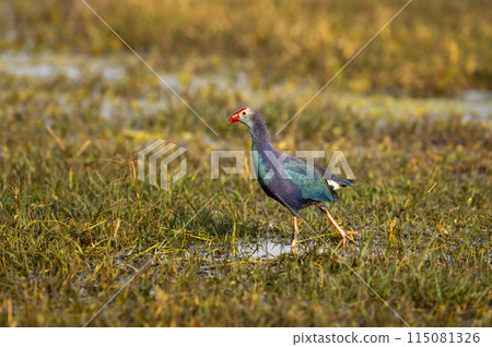 Western swamphen or Purple Moorhen or Porphyrio porphyrio bird closeup or portrait in winter season evening light at wetland of keoladeo national park or bharatpur bird sanctuary rajasthan india asia 115081326