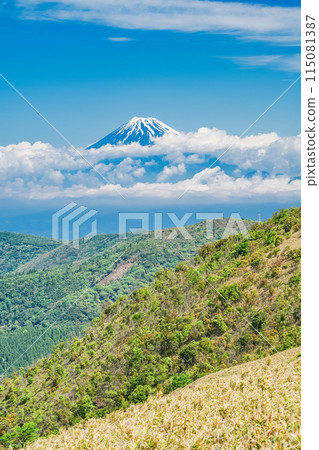 (Shizuoka Prefecture) Mt. Fuji as seen from the Darumayama Plateau and Nishiizu Skyline in early summer 115081387