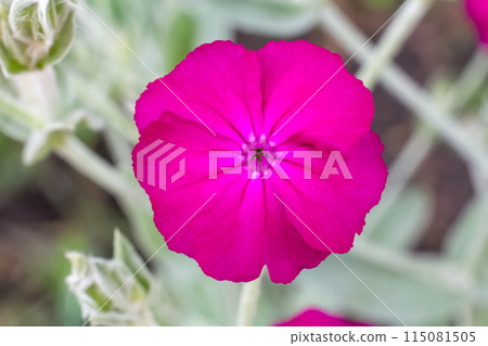 Bud of Silene coronaria with a garden on the background. Bud of Silene coronaria with a garden on the background. 115081505
