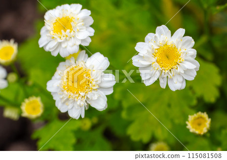 Flowers of chamomile with blurred same flowers on the background Flowers of chamomile with blurred same flowers on the background 115081508