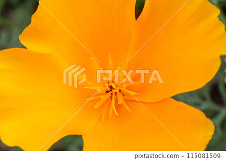 Close-up a bud of Eschscholzia californica in a garden on a sunny day Close-up a bud of Eschscholzia californica in a garden on a sunny day 115081509