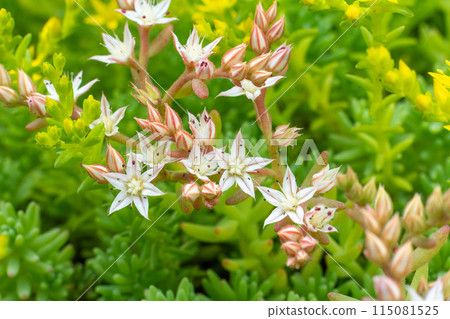 Close-up tiny sedum hispanicum flowers growing in the garden. Close-up tiny sedum hispanicum flowers growing in the garden. 115081525