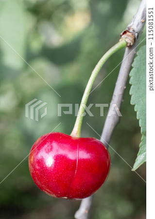 Red cherry on a tree with a blurred background. Red cherry on a tree with a blurred background. 115081551