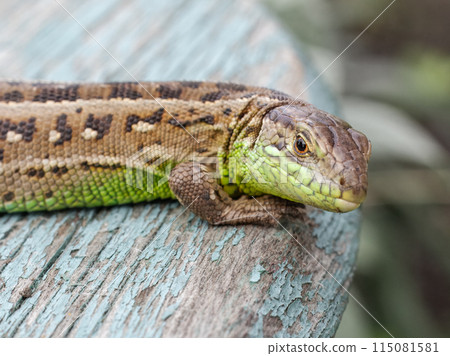 Close-up a lizard on the natural background. Close-up a lizard on the natural background. 115081581