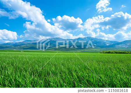 Summer alpine grassland with blue sky and white clouds background 115081618