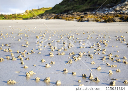 Blow lugworm poo on the west coast of Ireland - Arenicola Marina Blow lugworm poo on the west coast of Ireland - Arenicola Marina 115081884