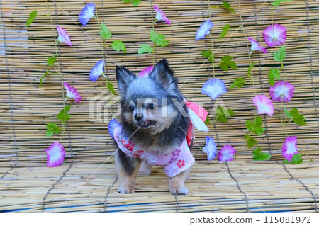 穿著粉紅色浴衣，盯著牽牛花的可愛吉娃娃♡ 115081972