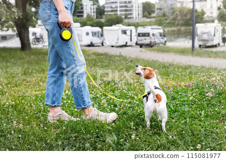 Female person walking jack russel terrier dog in city park grassland. Young adult pet owner happy healthy lifestyle. Girl with animal friend enjoy walking outdoors in summer day Female person walking jack russel terrier dog in city park grassland. Young adult pet owner happy healthy lifestyle. Girl with animal friend enjoy walking outdoors in summer day 115081977
