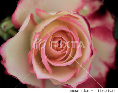 A beautiful pink rose, "Jubilee du Prince de Monaco," bloomed in a light rainy May. 115081988