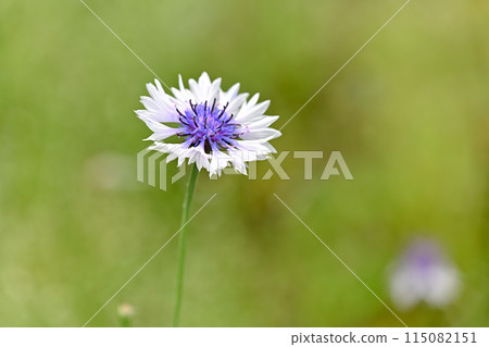 Yagurumagiku 115082151