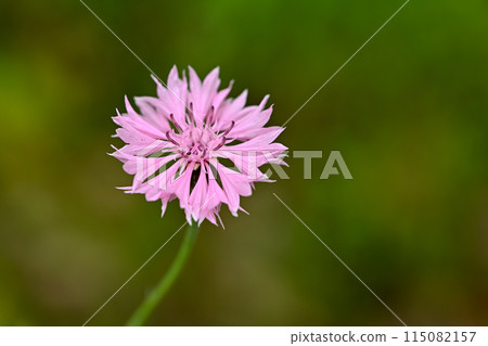 Yagurumagiku 115082157