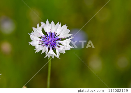 矢車菊 115082159