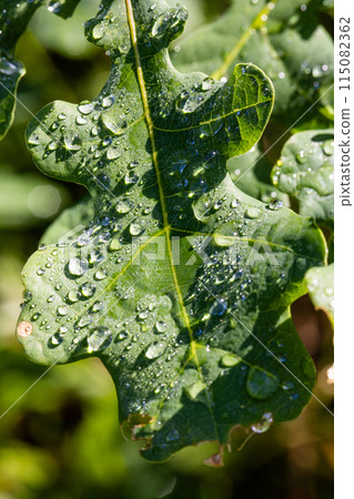 Close-up of dew-covered green oak leaf in nature, sunlight glistening on water drops 115082362