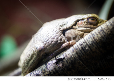Tree frog resting on a branch in its natural habitat, showcasing the beauty of nature 115082370