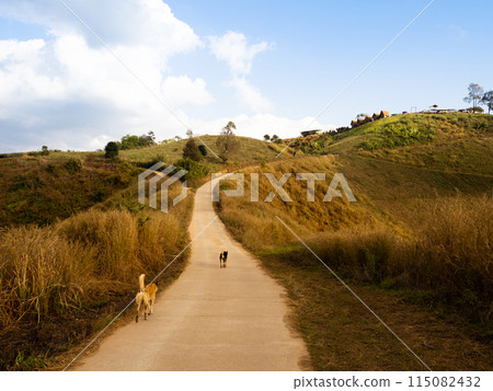 Rural road on grass hills with dogs walking Rural road on grass hills with dogs walking 115082432