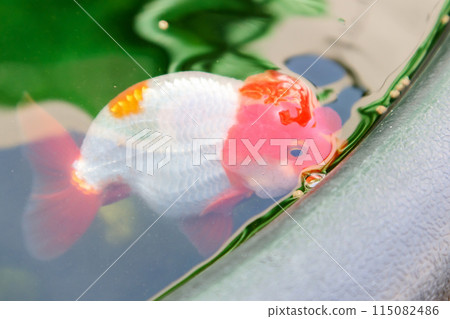 Goldfish in aquarium fish pond close up 115082486