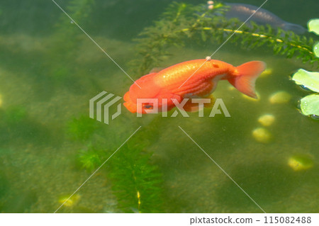 Goldfish in aquarium fish pond close up 115082488