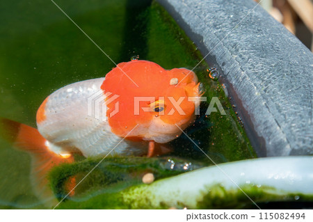 Goldfish in aquarium fish pond close up Goldfish in aquarium fish pond close up 115082494