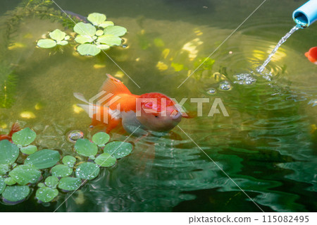 Goldfish in aquarium fish pond close up Goldfish in aquarium fish pond close up 115082495