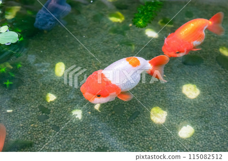 Goldfish in aquarium fish pond close up 115082512
