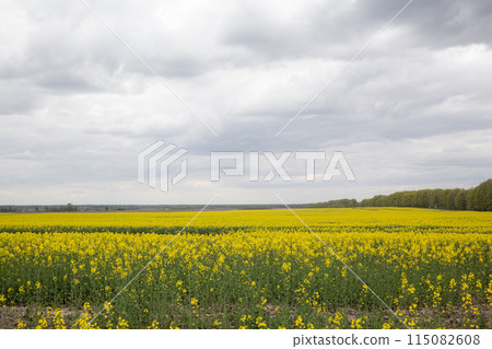 [Ukraine] Yellow rapeseed fields and cloudy skies on the outskirts of Chernigiv 115082608
